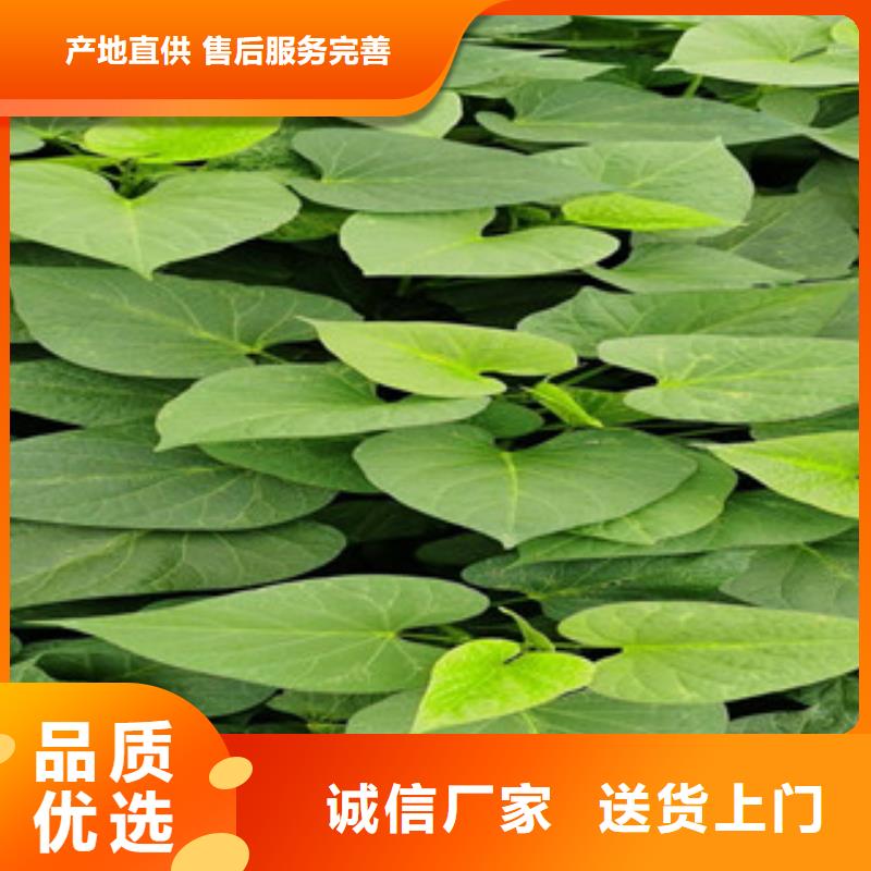 紫地瓜苗子多少錢