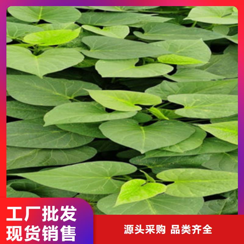 紫紅薯苗銷售