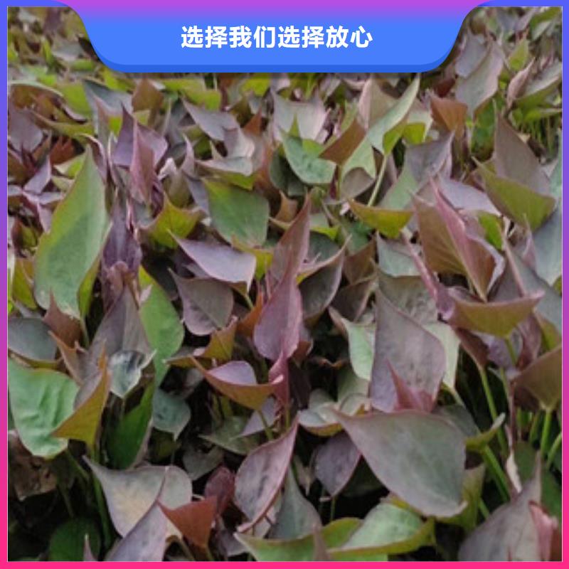 紫薯種子多少錢一棵
