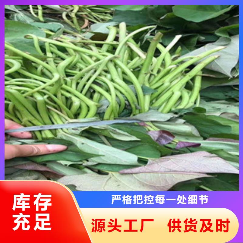 紫薯苗廠家發貨及時
