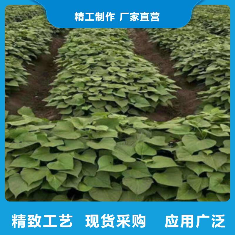 紫薯苗報價