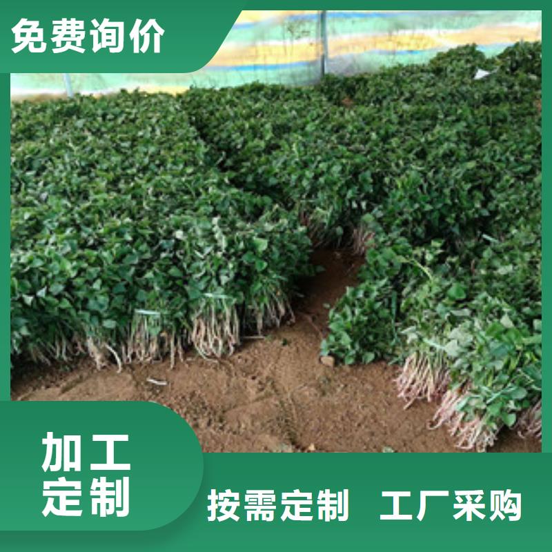 价格公道的紫薯苗厂家