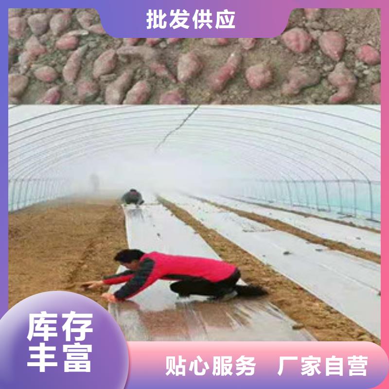 2025欢迎访问##紫薯苗厂家##可定制