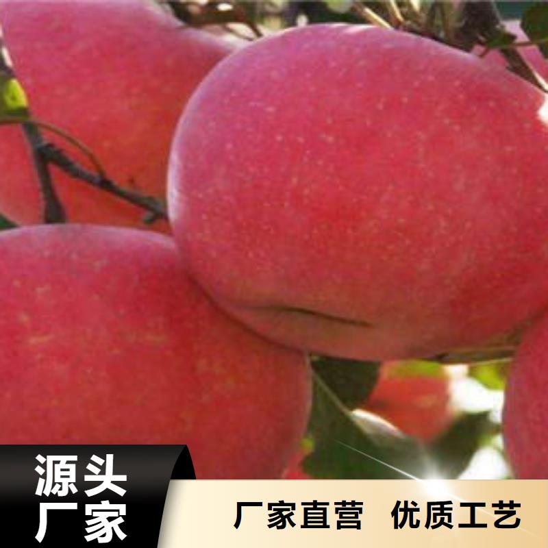 红富士苹果【苹果种植基地】专业品质