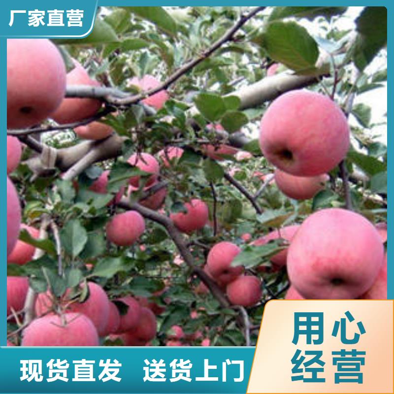 红富士苹果量少也做