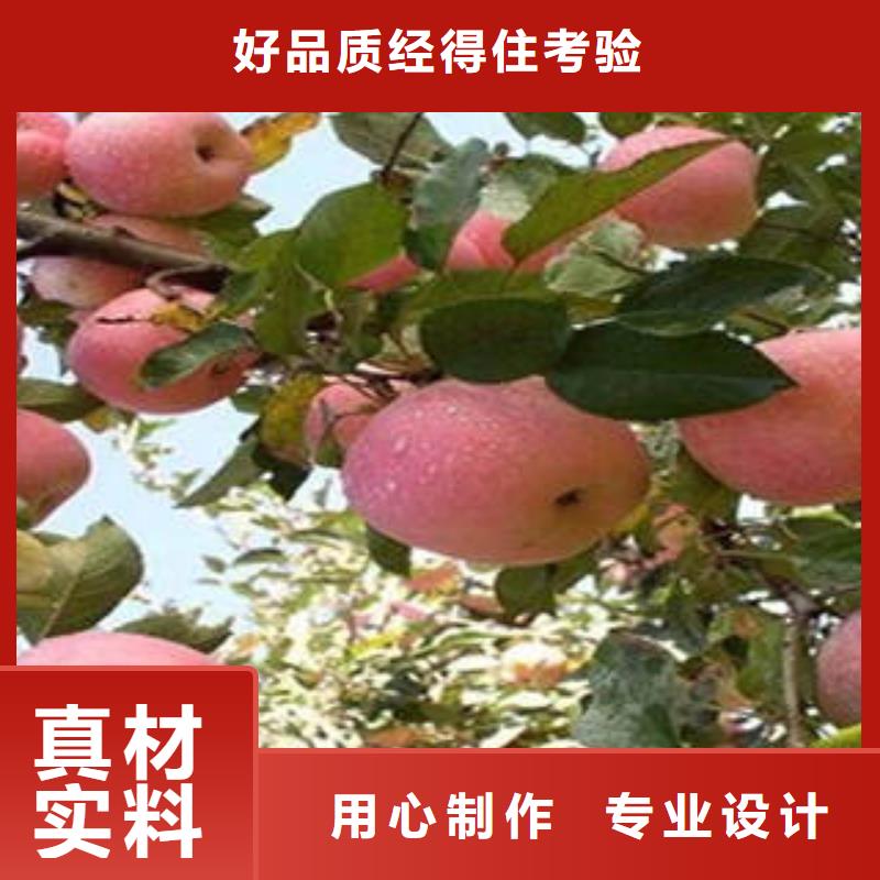 紅富士蘋果蘋果種植基地專業生產設備