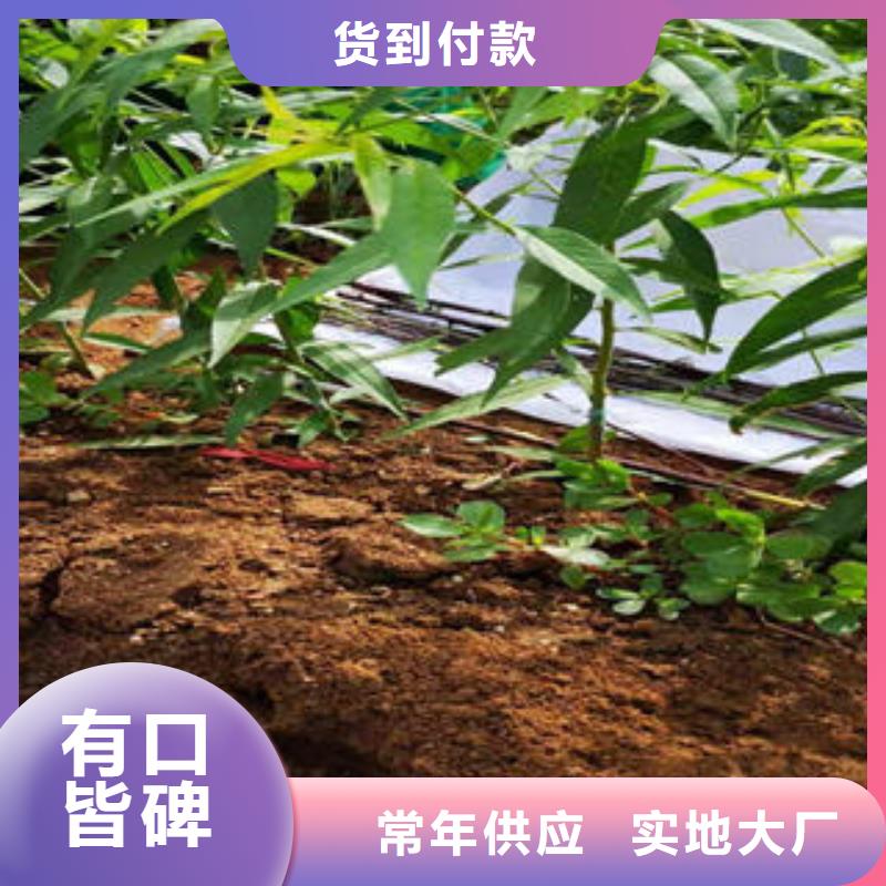 秋丽桃树苗种植方法