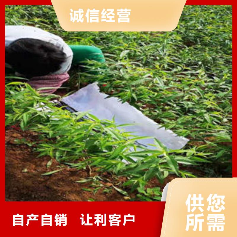 丹东采购0.7厘米种植方法及时间