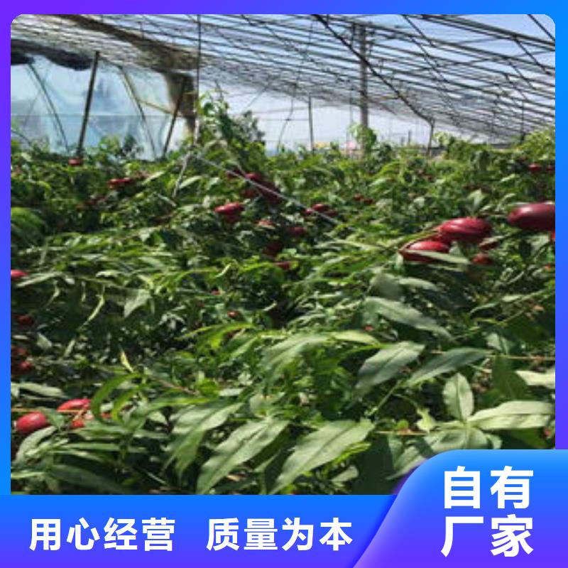 春蜜桃树苗0.5公分