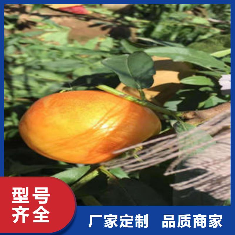 永莲蜜桃8号桃树苗20公分