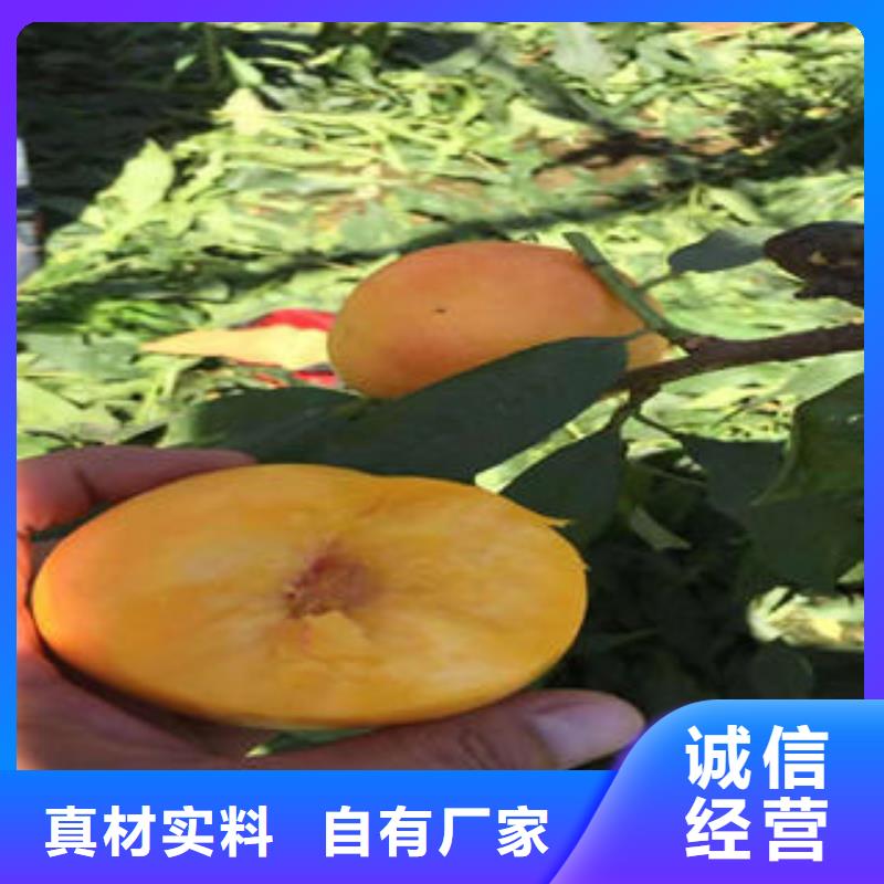 永莲蜜桃七号桃苗0.9公分