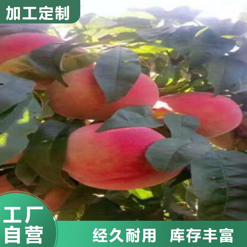 吉林辽源周边秋雪桃树苗新品种