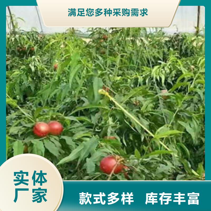 黄金蜜桃树苗0.6公分