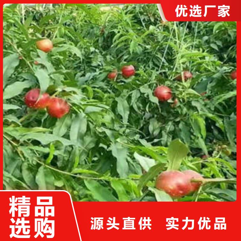 晚熟桃树苗0.8公分