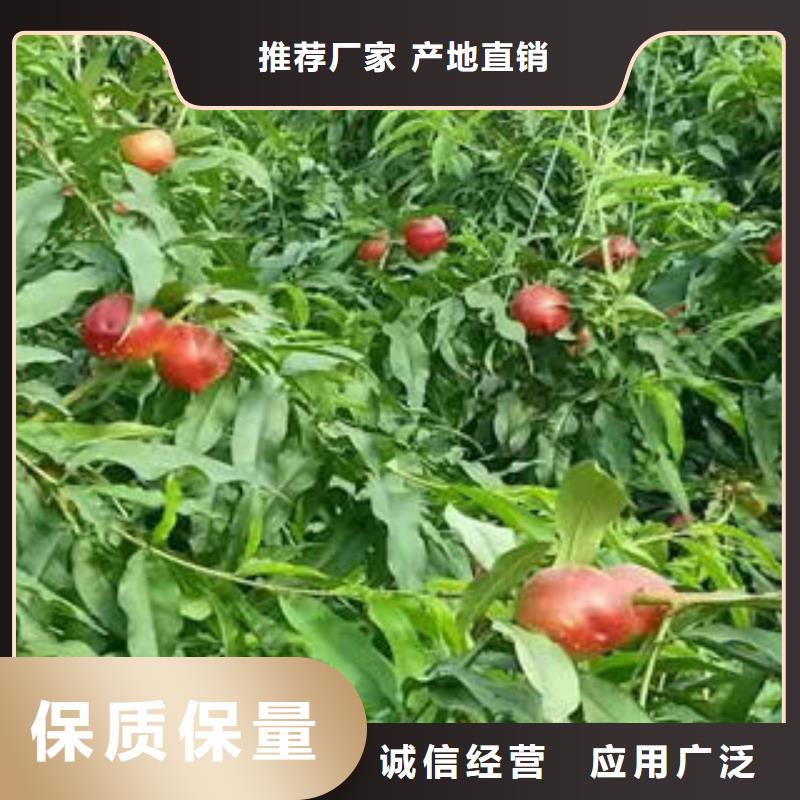 春丽桃树苗种植时间