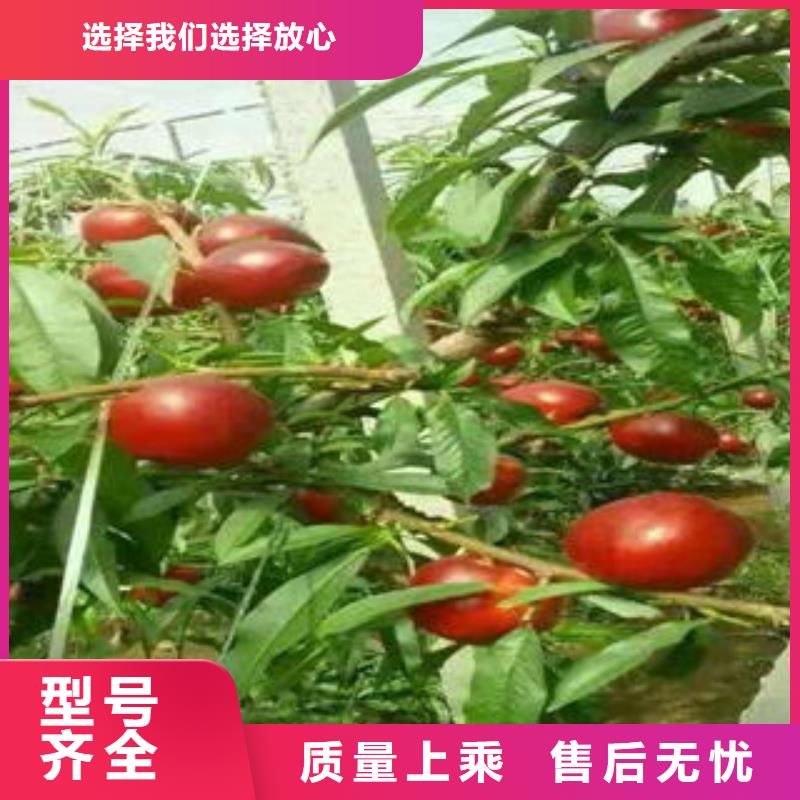 德阳直销美国红蟠桃树苗0.8公分