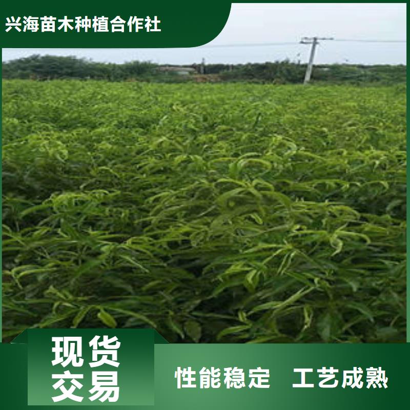 永莲蜜桃8号桃树苗20公分