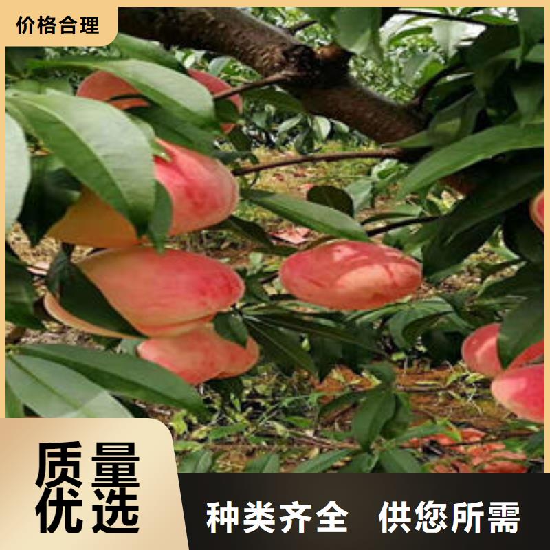 莱芜诚信燕红12号油桃树苗0.5公分