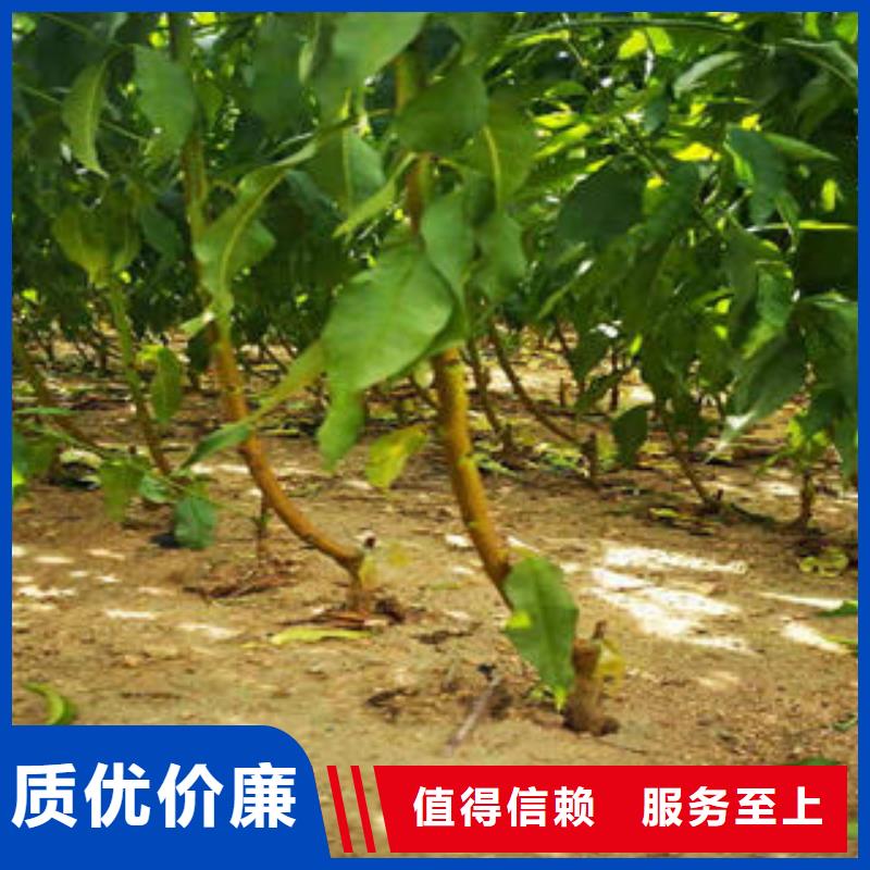 丹东厂家销售兴海1.5公分哪里的品种纯