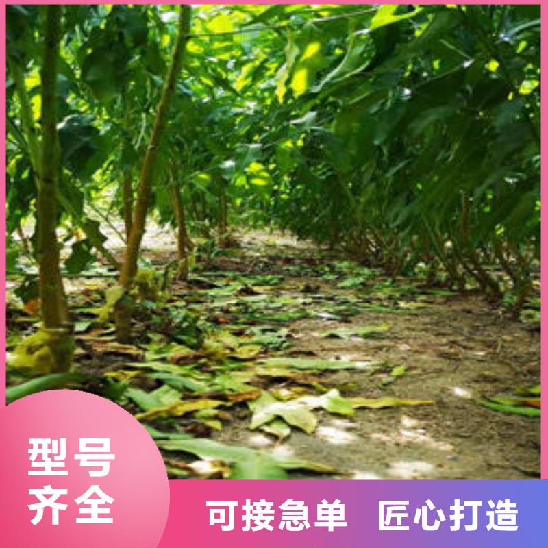【宁夏】大厂生产品质(兴海)永莲蜜桃8号桃树苗20公分