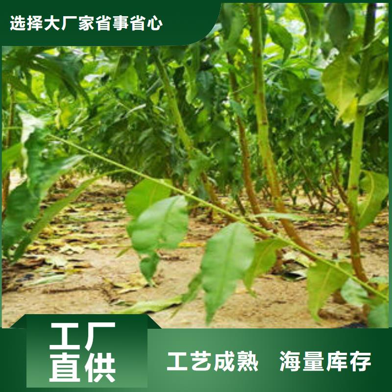 《丹东》订购兴海金秋红密桃树苗8公分