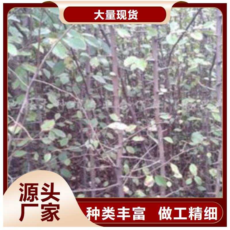 70公分种植时间