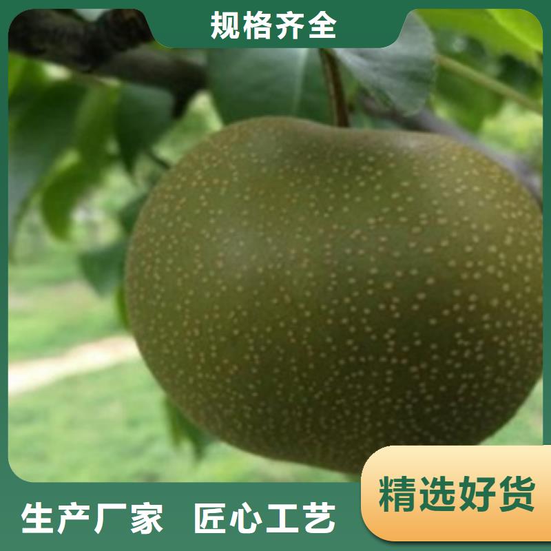 50公分品种介绍