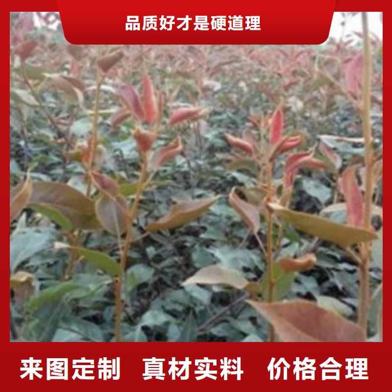 1米种植时间