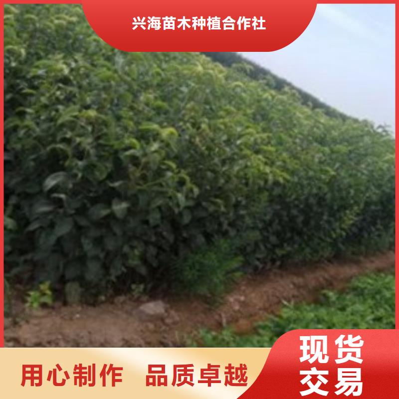 3年哪里的数量大