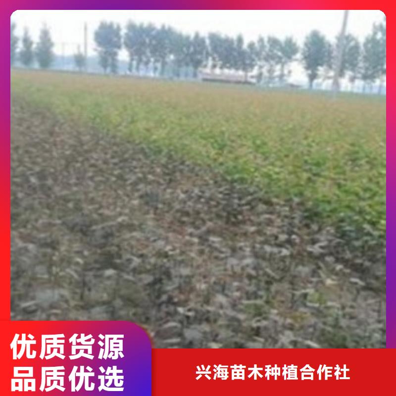 梨树苗板栗苗不只是质量好