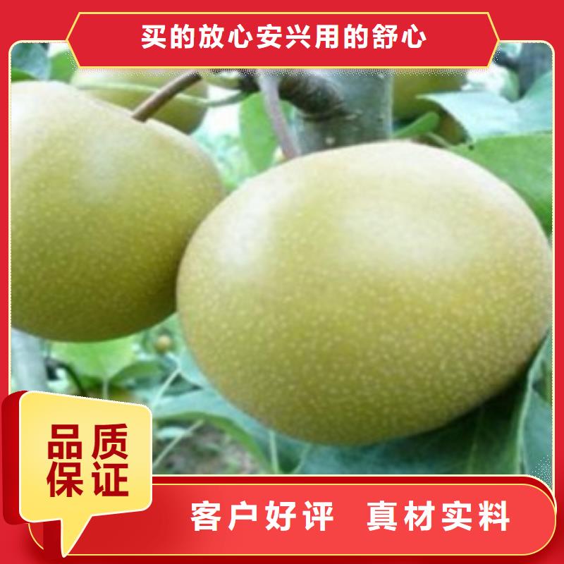 【德阳】销售红巴梨树苗品种