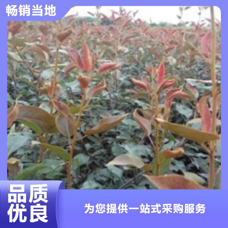 90厘米种植时间