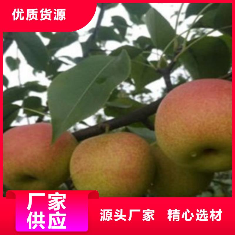 【江门】直供新疆梨树苗种植时间