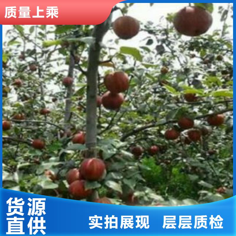 【江门】直供新疆梨树苗种植时间