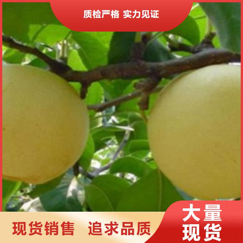 【德阳】销售红巴梨树苗品种
