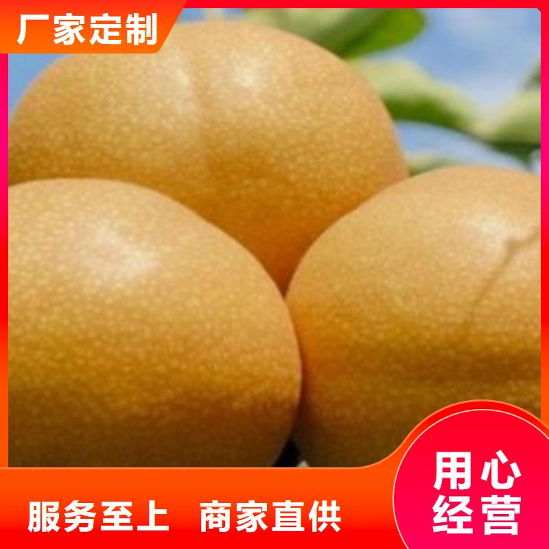 (德宏)当地<兴海>二宫白梨树苗品种