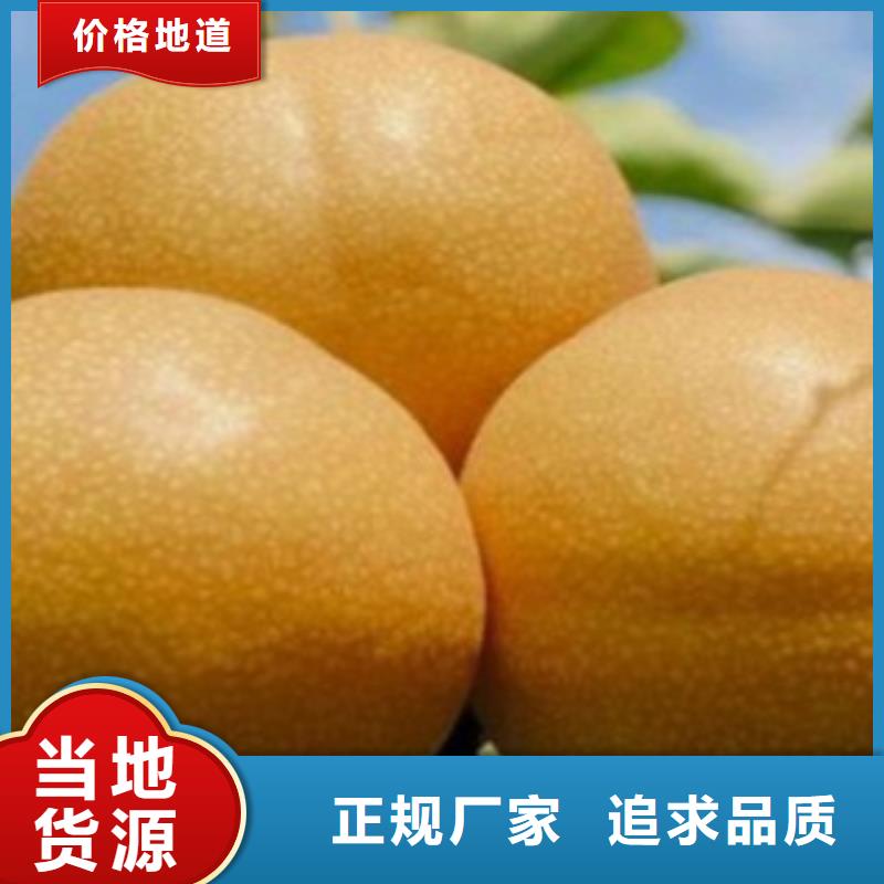 《宁夏》批发(兴海)红巴梨树苗哪里的品种纯