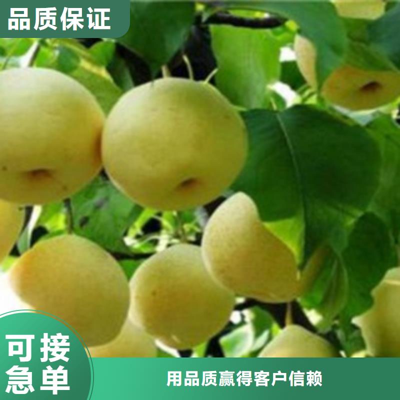 德阳销售苹香梨树苗多少钱一株