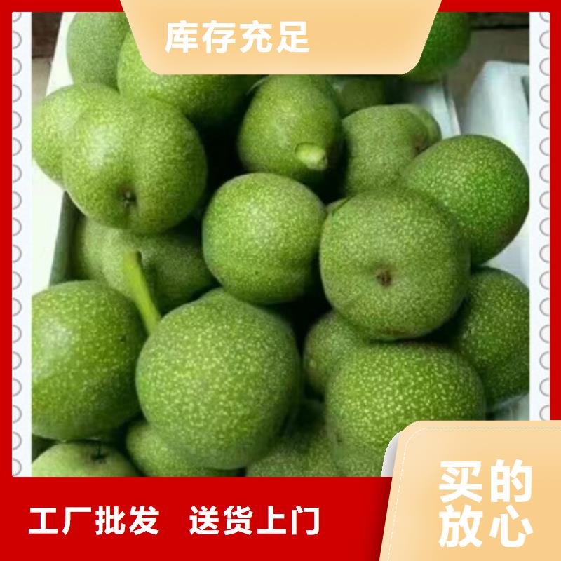 核桃苗_桃树苗种类丰富