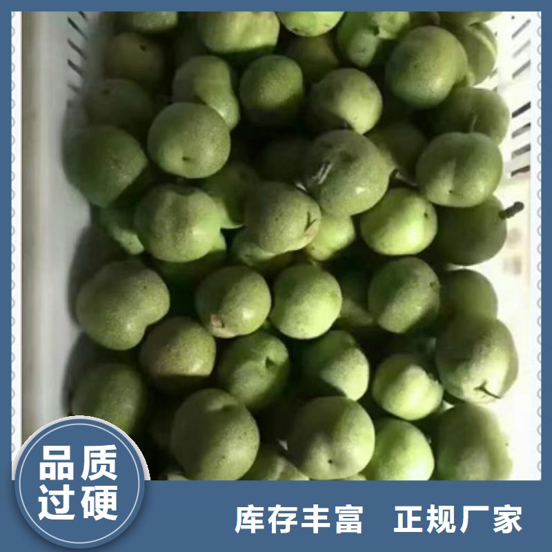 核桃苗【蓝莓苗】厂家现货批发