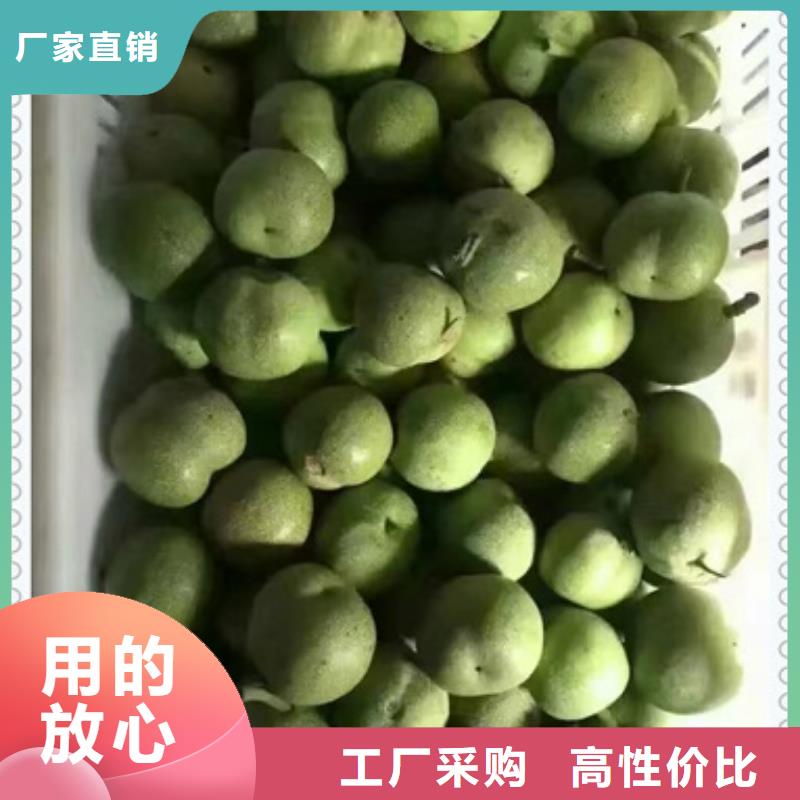 |兴海核桃苗_【山楂苗】精心