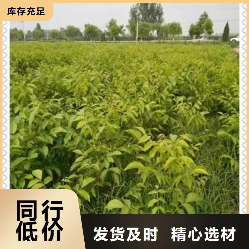 核桃苗 【梨树苗】大库存无缺货危机-兴海苗木种植社(淮安市分公司)