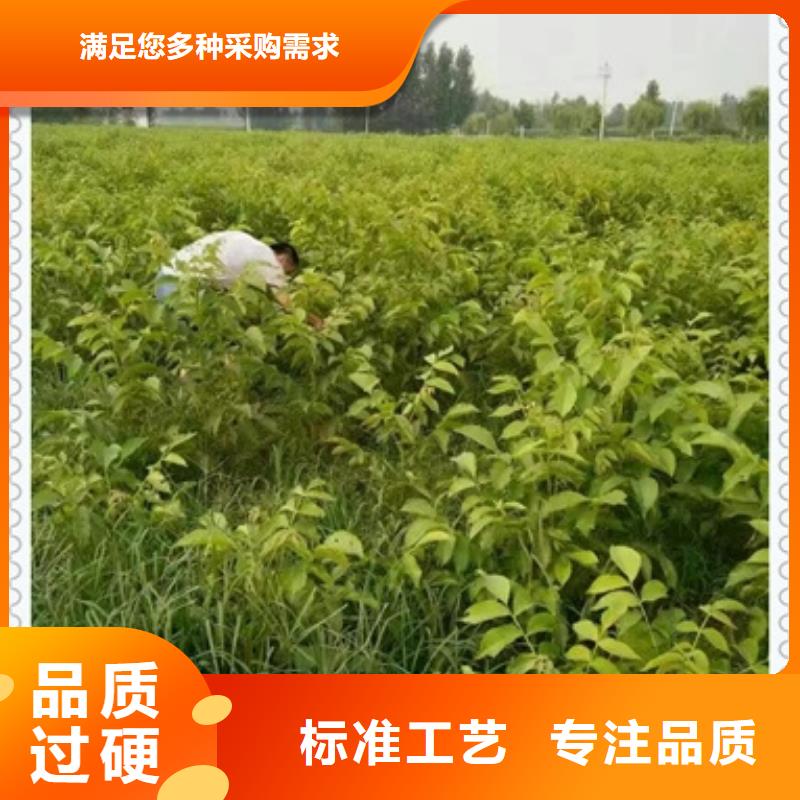 核桃苗-蓝莓苗拒绝差价
