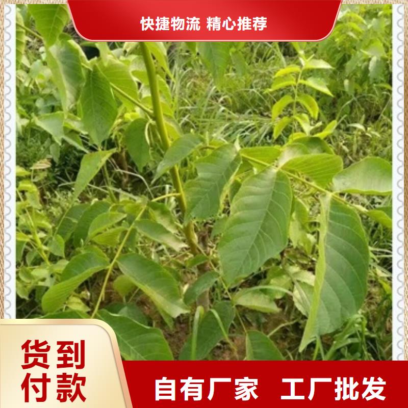 核桃苗安心购
