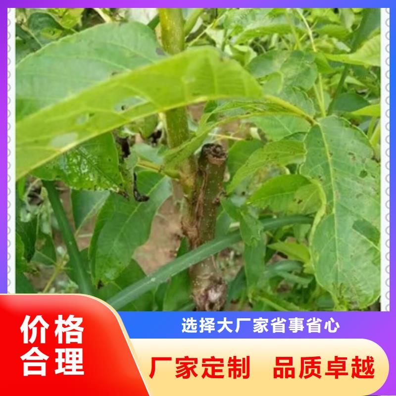 【 核桃苗_桃树苗免费回电】