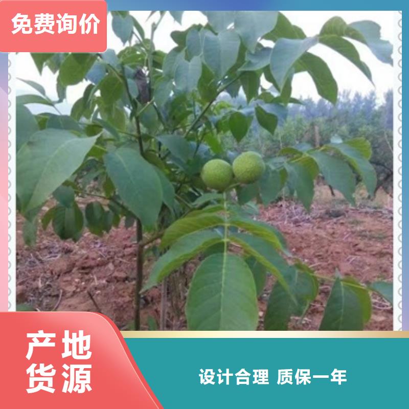 核桃苗 【梨树苗】大库存无缺货危机-兴海苗木种植社(淮安市分公司)