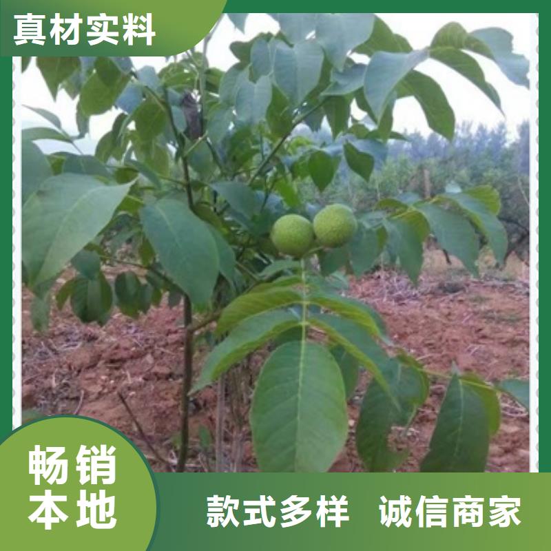 【 核桃苗_桃树苗免费回电】