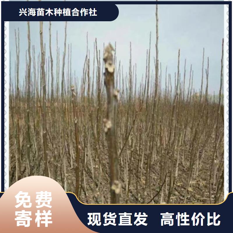 |兴海核桃苗_【山楂苗】精心