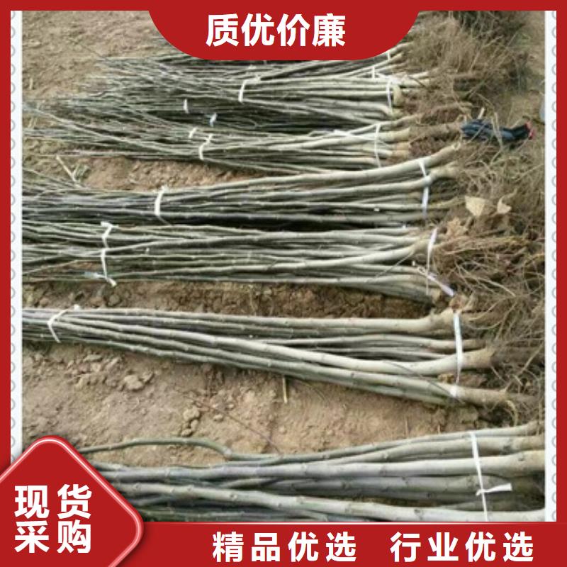 核桃苗,桃树苗品质无所畏惧