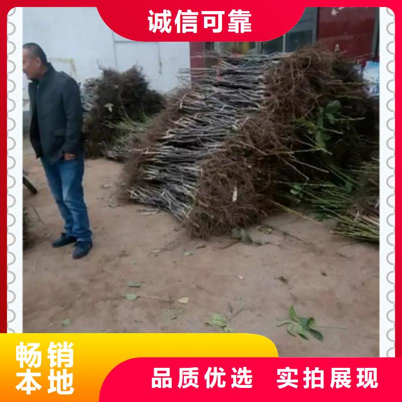 核桃苗梨树苗实力厂家